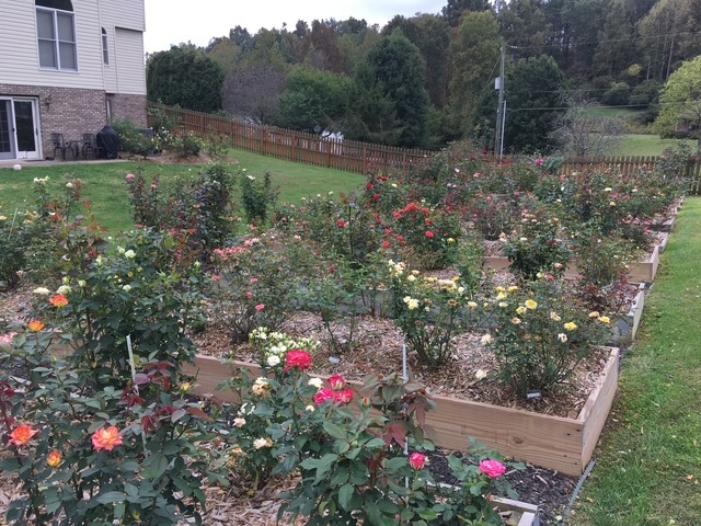 Rows of colorful rose bushes grow in raised garden beds at the home garden maintained by Dr. Monica Valentovic and Dr. Gary Rankin.
